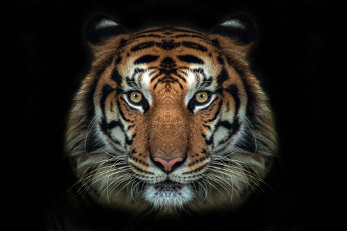 Tiger face wall sticker - tiger,