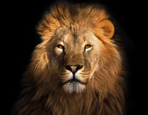 Lion face wall sticker - face,